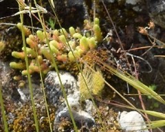 Sedum acre