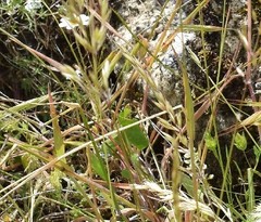 Helictochloa bromoides