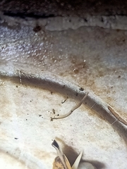 Rhynchodemus sylvaticus