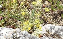 Alyssum montanum