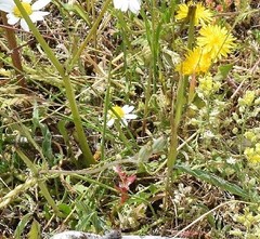 Alyssum montanum