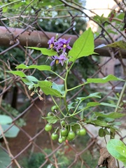 Solanum dulcamara