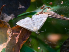 Hypena proboscidalis