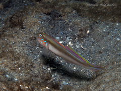 Microgobius microlepis