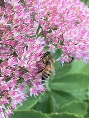 Apis mellifera