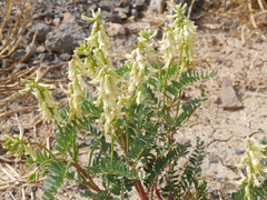 Astragalus praelongus
