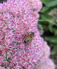 Apis mellifera