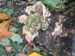 Rigidoporus populinus