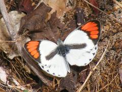 Colotis euippe omphale