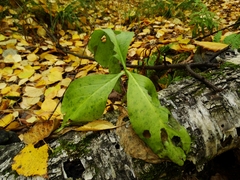 Menyanthes trifoliata