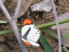 Colotis euippe omphale