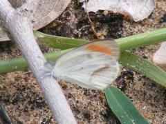 Colotis euippe omphale