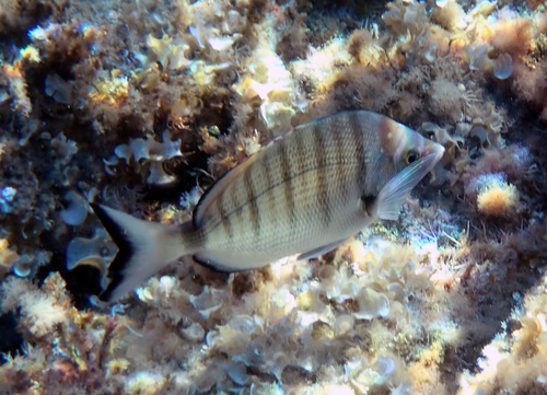 Photo of Sharpsnout seabream (Diplodus puntazzo)