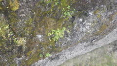 Polypodium vulgare vulgare