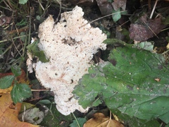 Rigidoporus populinus