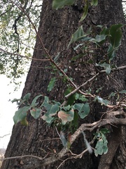 Diospyros mespiliformis