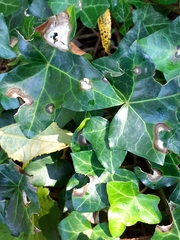 Hedera