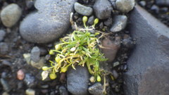 Sagina saginoides