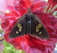 Erionota torus