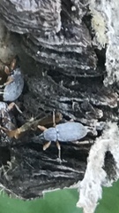 Coleoptera