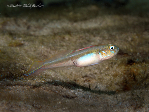 Banner Goby