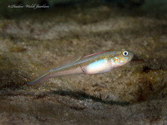 Microgobius microlepis