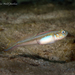 Banner Goby - Photo (c) Pauline Walsh Jacobson, some rights reserved (CC BY), uploaded by Pauline Walsh Jacobson
