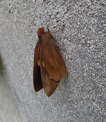 Erionota torus