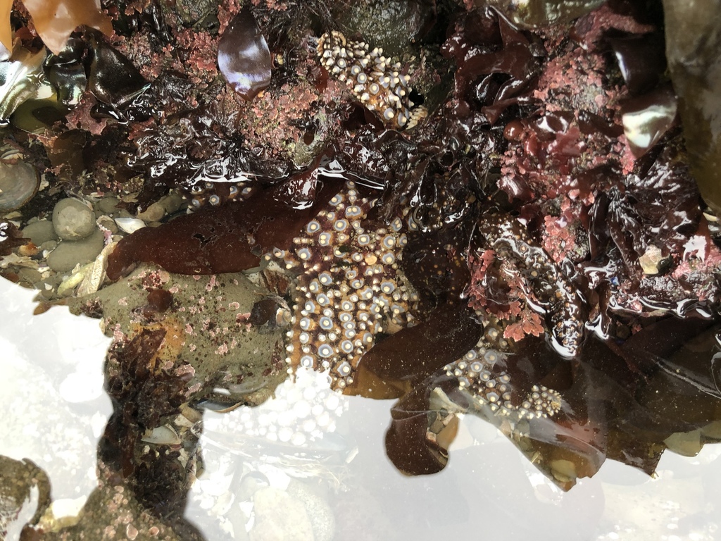 Giant Sea Star from Mavericks, , CA, US on April 20, 2018 at 08:57 AM ...