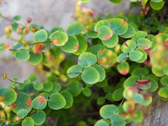 Hypericum nummularium