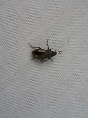 Helopini
