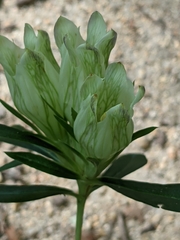 Gentiana villosa