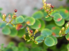 Hypericum nummularium
