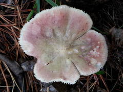 Russula capensis
