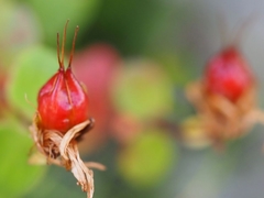 Hypericum nummularium