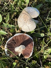 Agaricus porphyrocephalus