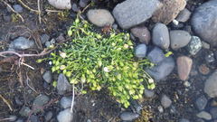 Sagina saginoides