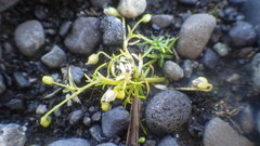 Sagina saginoides