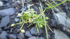 Sagina saginoides