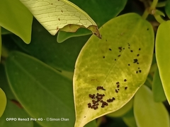 Glyphodes bivitralis