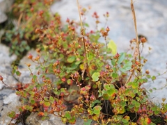 Hypericum nummularium