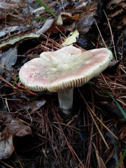 Russula capensis