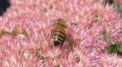 Apis mellifera