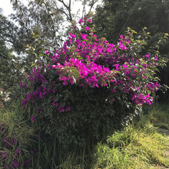 Bougainvillea