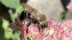 Bombus impatiens
