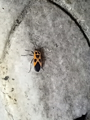 Tropidothorax sinensis