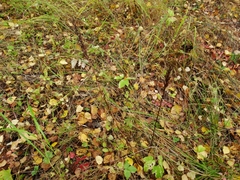 Dactylorhiza fuchsii