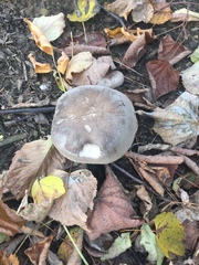 Clitocybe nebularis