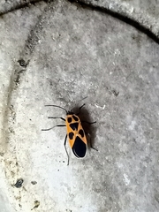 Tropidothorax sinensis