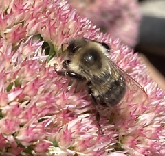 Bombus impatiens